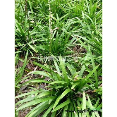 黄花美人蕉 黄花美人蕉价格 黄花美人蕉浙江 美人蕉自产自销