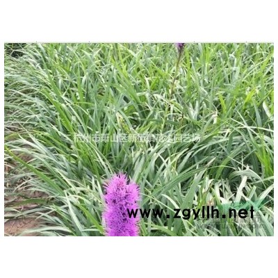 低价处理细叶芒 杭州基地 细叶芒批发 细叶芒价格 细叶芒小苗