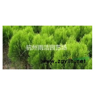 再力花 水竹芋价格 再力花批发 再力花价格 低价常年供应