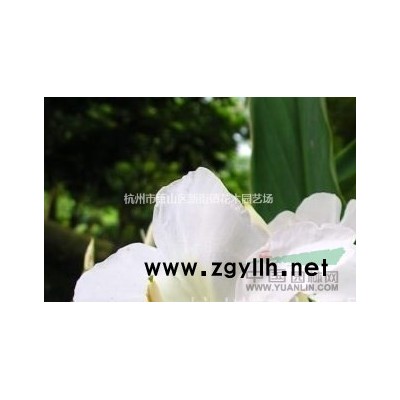 处理低价出售 金边菖蒲 金线菖蒲  金叶石菖蒲 金边菖蒲批发