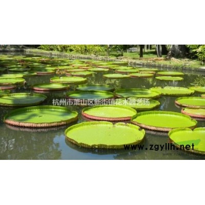 低价出售 海藻 苦草 狐尾藻 鸭子草 水葫芦 芡实等水生植物
