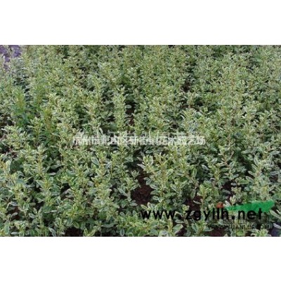 低价荷花、睡莲、水葱、香蒲、菖蒲’各类水生植物