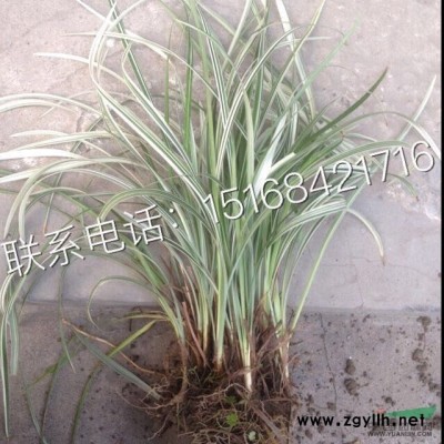 浙江低价批发荷花、睡莲、千屈菜、芦苇、美人蕉