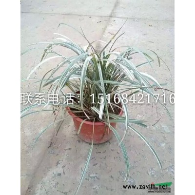 低价批发金叶芦苇、花叶香蒲、小香蒲、水蜡烛、玉蝉花等