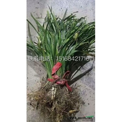 浙江[产品]/浙江荷花价格/报价图片低价产地