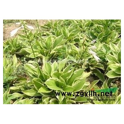 出售再力花基地/再力花价格/再力花图片/再力花产地芦苇产地