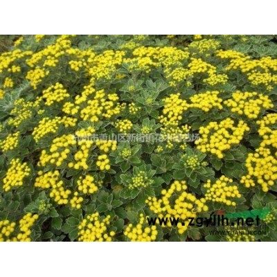 大量供应金叶石菖蒲 金线石菖蒲 石菖蒲 价格实惠