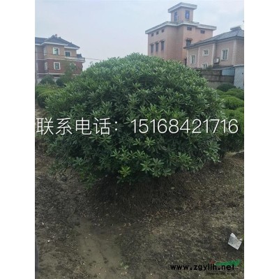 金叶绣线菊 红花 白花绣线菊苗 园林绿化庭院观赏花卉 彩色苗