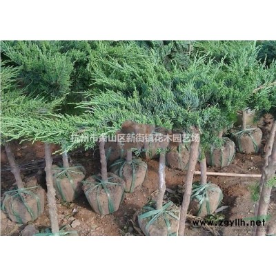 工程苗金叶女贞小苗 金森女贞树苗 庭院篱笆绿化