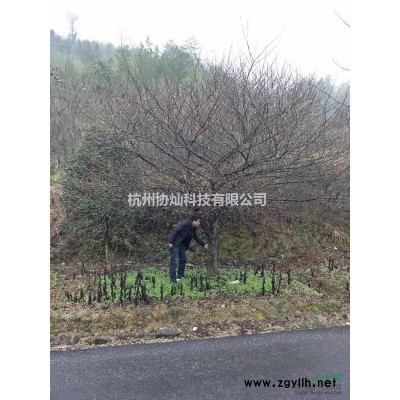 供应精品12-18/20-25公分七叶树