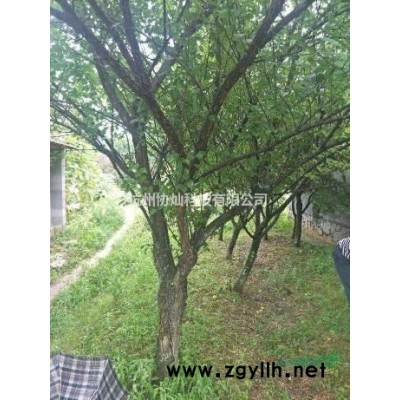 精品艺术形状树沙朴20--55公分