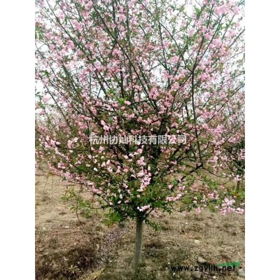 供应原生羽毛枫出售6--15公分