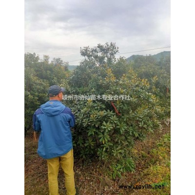供应大规格红叶石楠深山含笑8/15公分