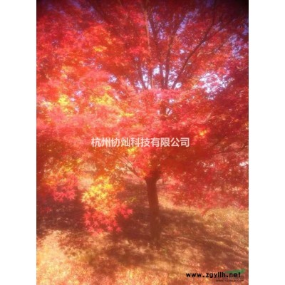 销售精品红枫鸡爪槭羽毛枫垂丝海棠三角枫红叶石楠罗汉松红梅