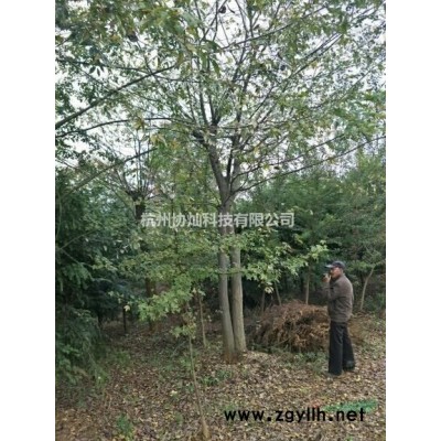 供有大规格红枫14公分到19公分有300支