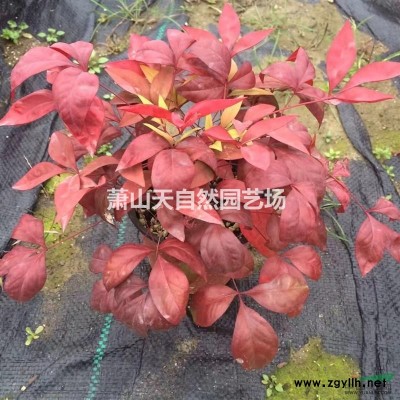 精品 雀舌黄杨球P60-200