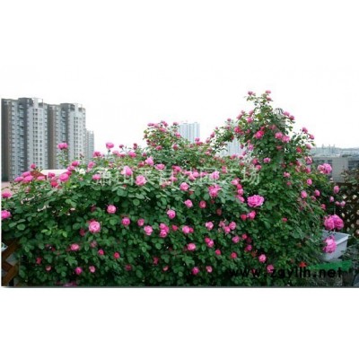 洒金柏 H30-50