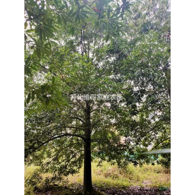 浙江地区供应乳源木莲15-40公分 乳源木莲哪里有卖哪里便宜