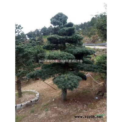 2020年樱花价格走势怎样？樱花市场前景如何？