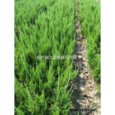 花叶栀子球报价便宜 浙江花叶栀子球行情怎么样 今年浙江花叶球