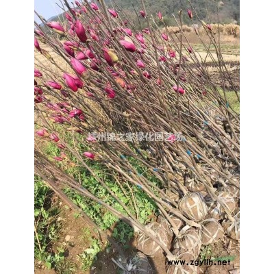 供应红花继木小毛球H50P35数量80000产地直销苗子粗壮