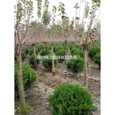 供应青珊瑚H100-250，青珊瑚篱笆苗，苗子粗壮蓬型好