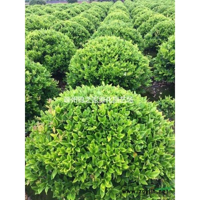 供应樱花D3-15，早樱白花晚樱红花，产地直销，苗子漂亮