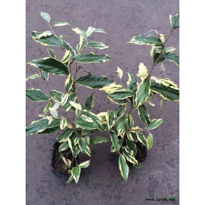 供应果岭草，土培沙培都有数量足方，量大价优