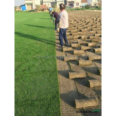 供应鸭趾草10万，有地栽苗和杯苗，数量足价格实惠