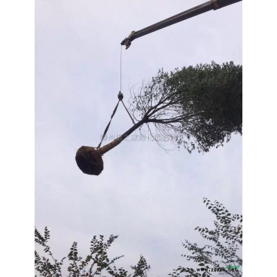 供应地中海荚迷容器苗5万棵，H40左右，质量保证价格实惠