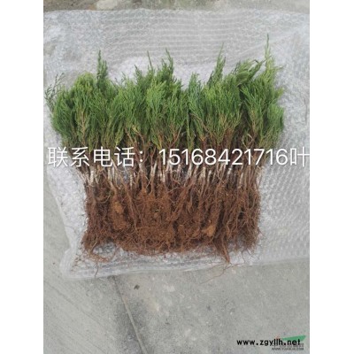 退林还耕 低价处理 大叶黄杨球P100 海桐球 先到先得