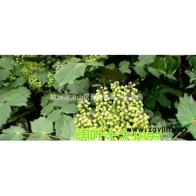 满杯金叶苔草小杯 优惠价 低价直销