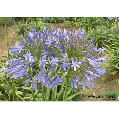 基地各类草花供应：金边麦冬120双色杯