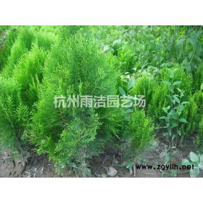 苗圃直销 低价直供 金边黄杨球1米2到1米5