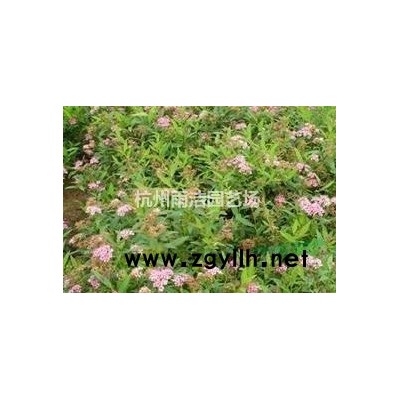 苗圃直供：盆栽地龙P25到50