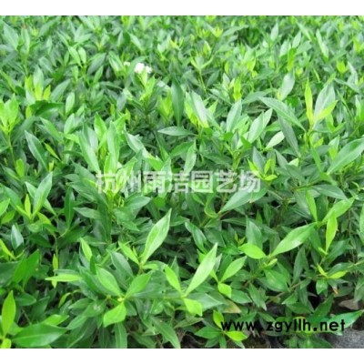 苗圃直销：红叶李嫁接五年6到11公分红梅