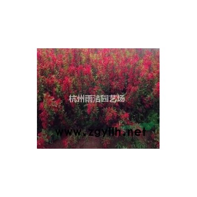 苗圃直供 萧山低价供应红叶石楠球2-3米
