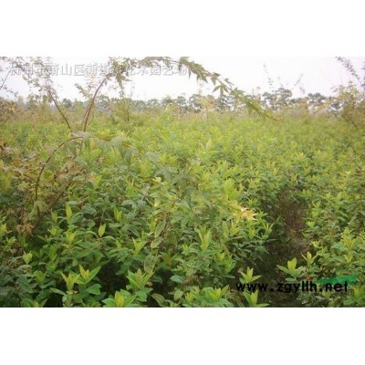 供应金叶女贞球、大小叶黄杨球、红叶石楠球、茶梅球