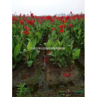 供应北美海棠、西府海棠、垂丝海棠