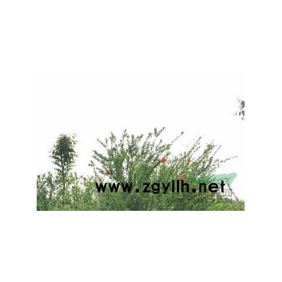 产地直销红美人桔子 红心文旦 砂糖桔 阿斯蜜 明日见 沃柑 甘平 白枇杷 由良 枇杷柑 金秋太柿