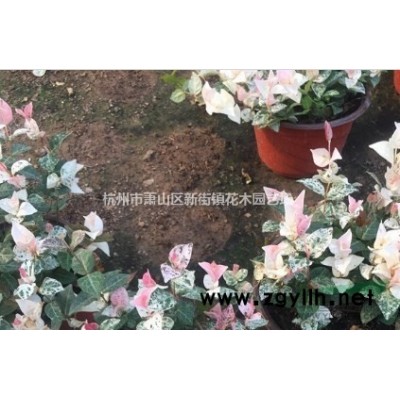 产地直销 低价供应黄菖蒲、香蒲、芦苇、水生美人蕉、灯芯草等