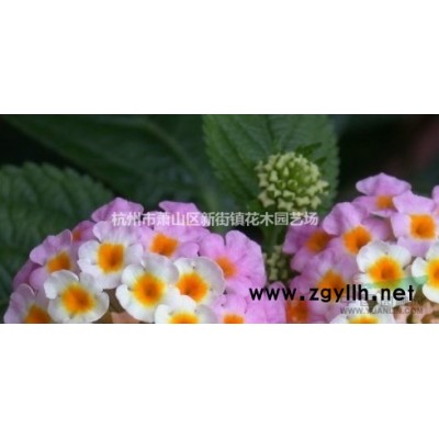 低价供应龙柏一年生 二年生 毛球 龙柏毛球 地龙毛球 低价直供