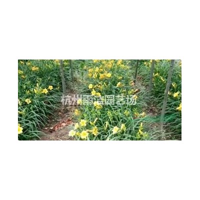 低价直销 产地直供 紫薇3-18公分紫薇 百日红 新老紫薇