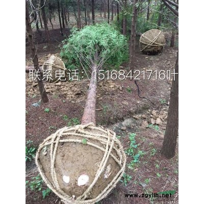 大量直销 瓜子黄杨毛球 金边黄杨毛球 龙柏毛球 小毛球产地直销