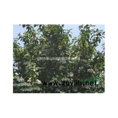 供应花叶芦竹、芦竹-水土栽培 低价供应*