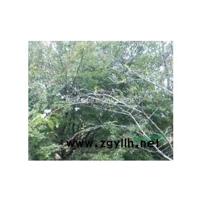 常绿鸢尾 细叶芒 花叶芒等各类水生植物大量供应