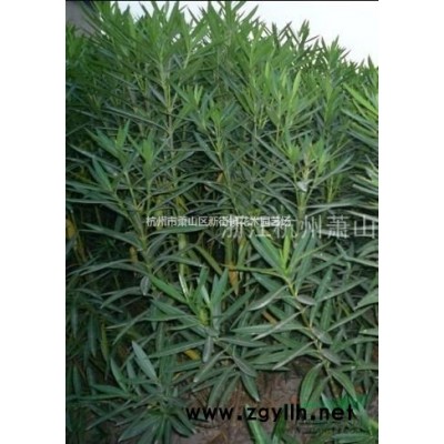 基地实惠供应各类草花 金边麦冬 芽足实数 银边麦冬 吉祥草