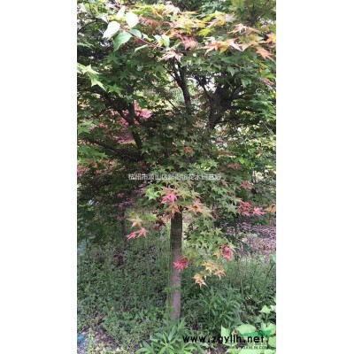 兰花三七 兰花三七价格 兰花三七基地自产自销 兰花三七浙江