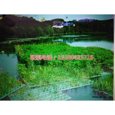 紫娇花 紫娇花价格 紫娇花浙江 紫娇花苗圃 紫娇花基地