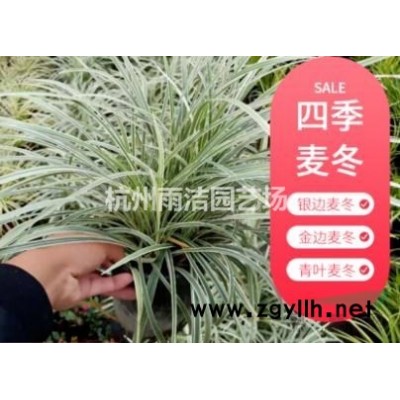 雨洁水生植物基地供应 再力花 浙江再力花价格 水生植物再力花